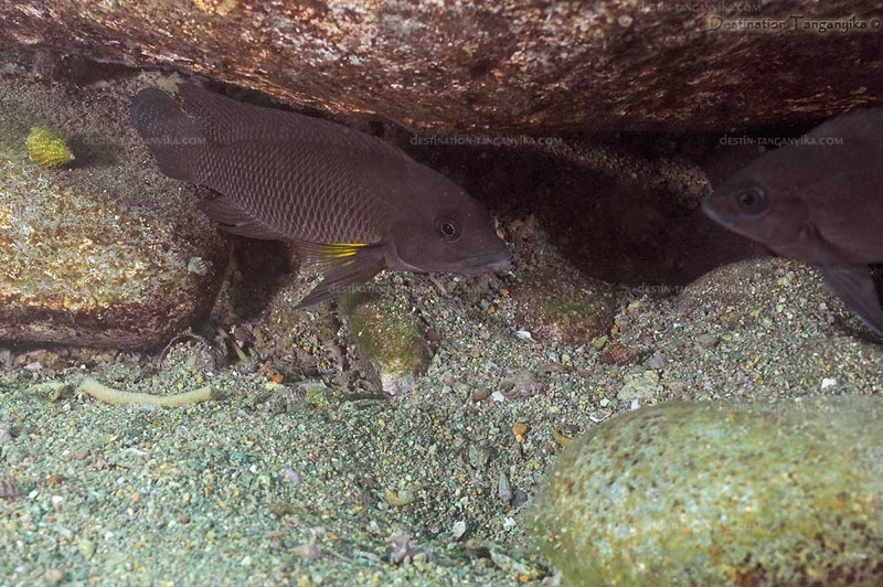 Neolamprologus cf. modestus 'Maleza Island'